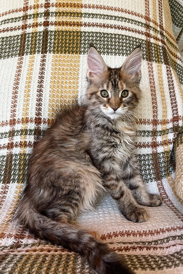 Sonya | Maine Coon Kitten