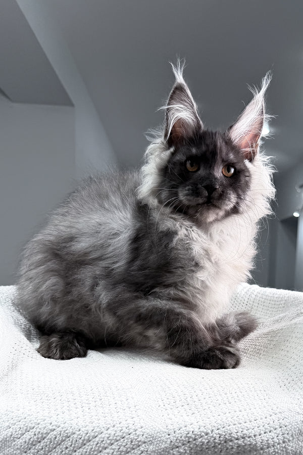 Teaser | Maine Coon Kitten