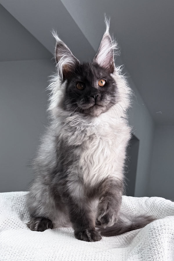 Teaser | Maine Coon Kitten