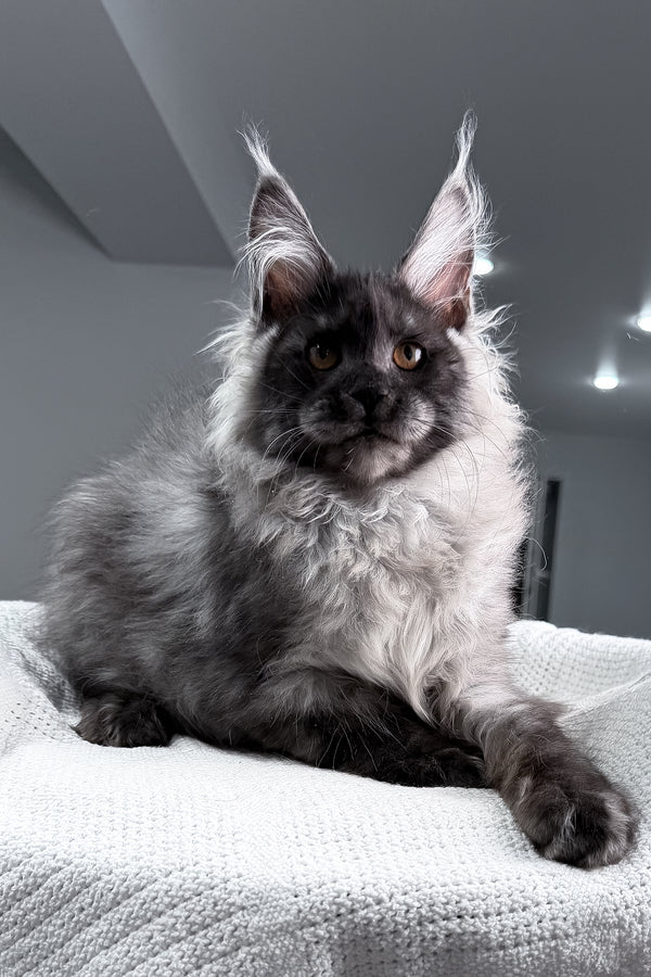 Teaser | Maine Coon Kitten