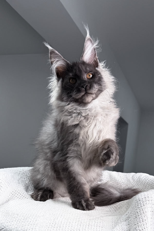 Teaser | Maine Coon Kitten