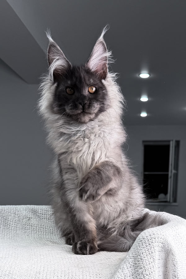 Teaser | Maine Coon Kitten