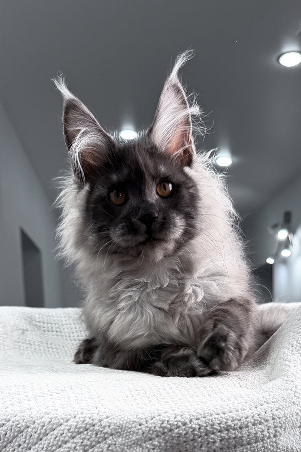 Teaser | Maine Coon Kitten