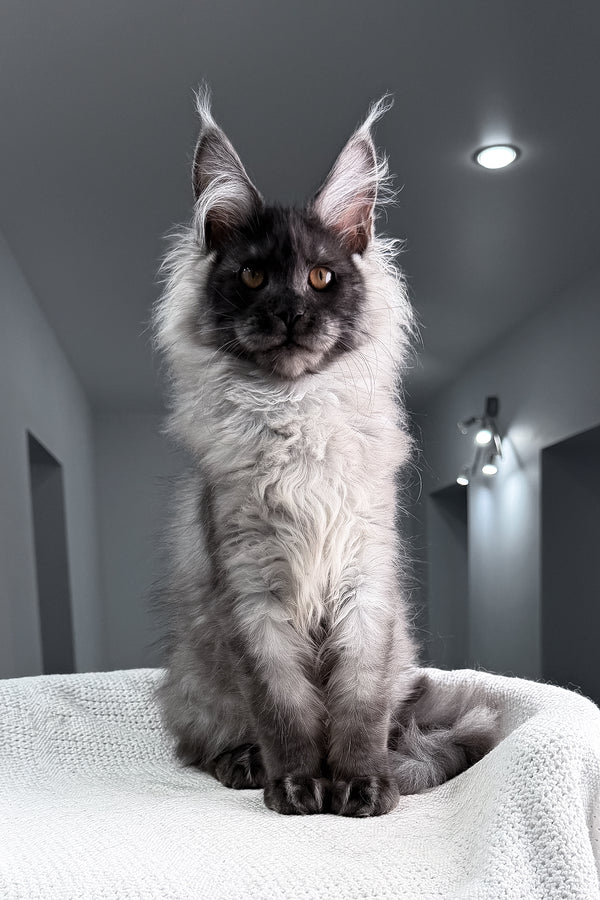 Teaser | Maine Coon Kitten