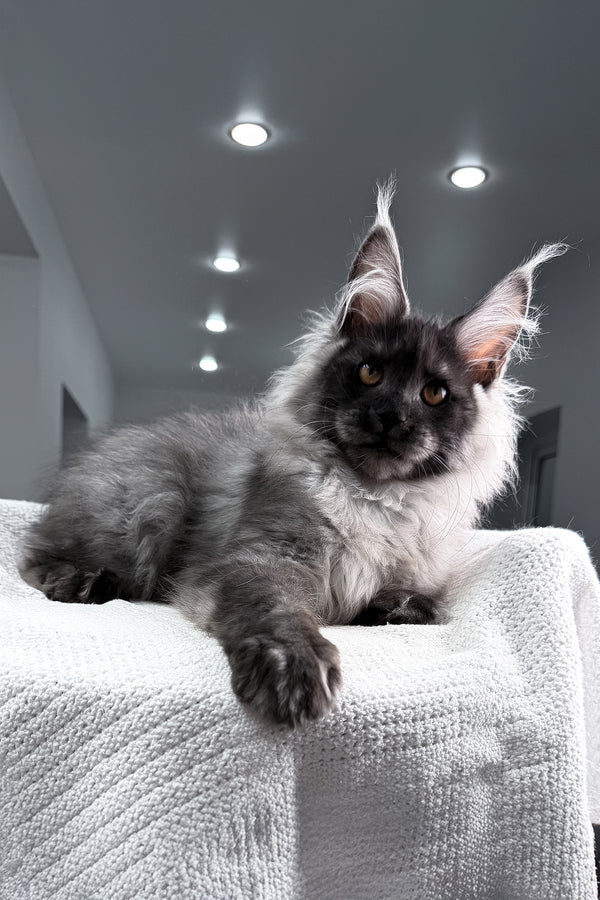 Teaser | Maine Coon Kitten