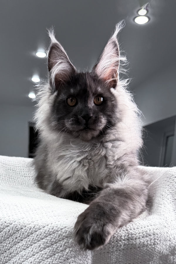 Teaser | Maine Coon Kitten