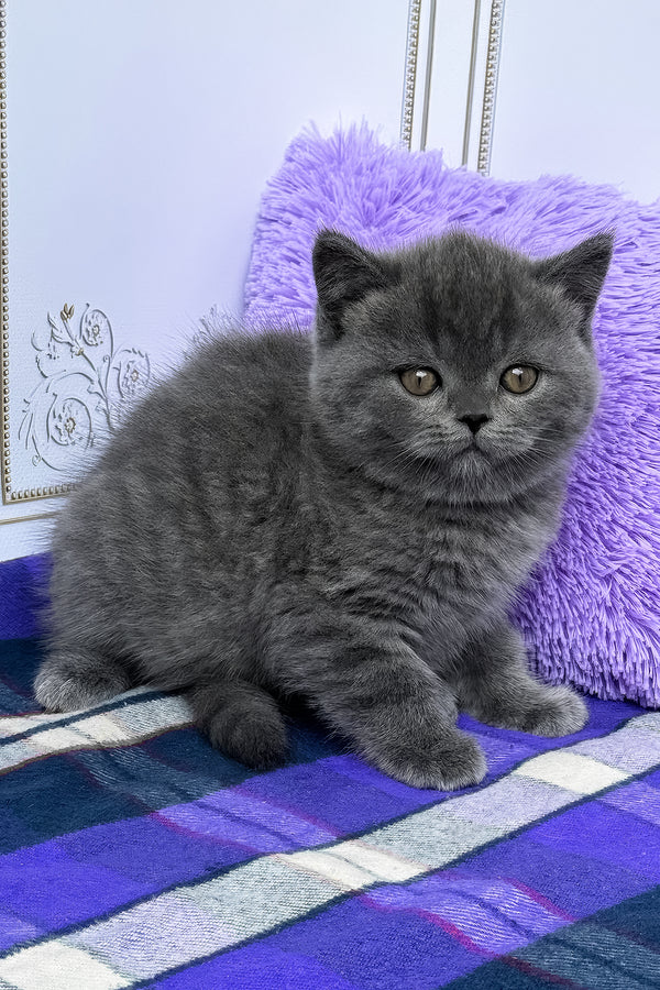 Teo | British Shorthair Kitten