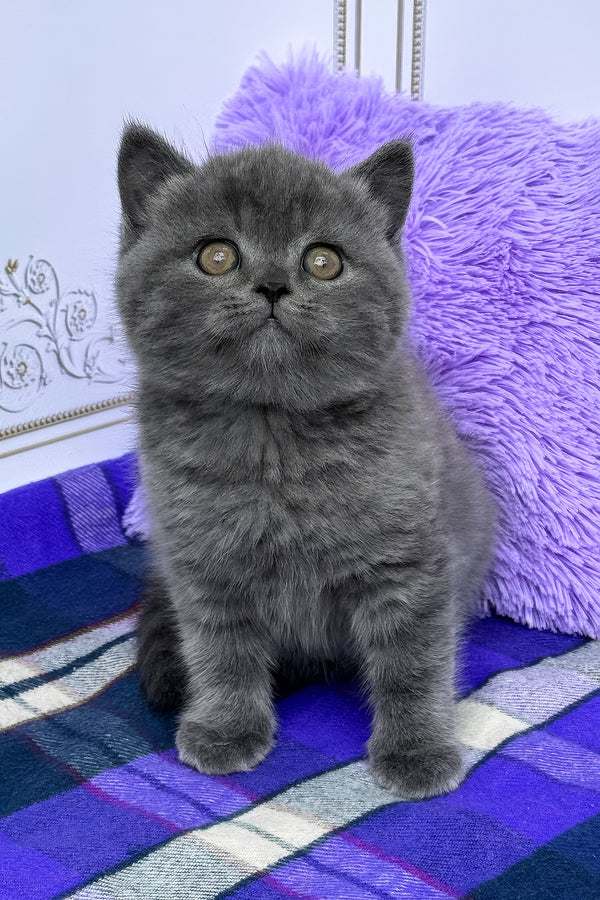 Teo | British Shorthair Kitten