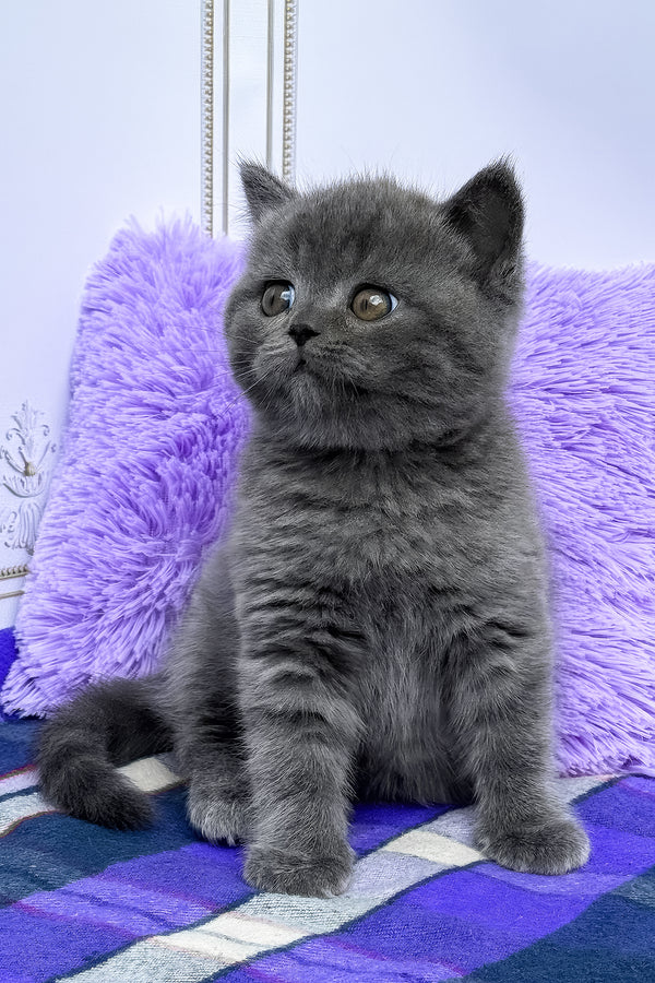 Teo | British Shorthair Kitten
