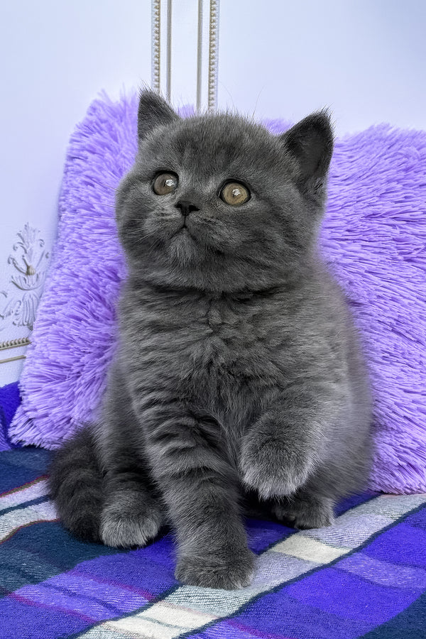 Teo | British Shorthair Kitten