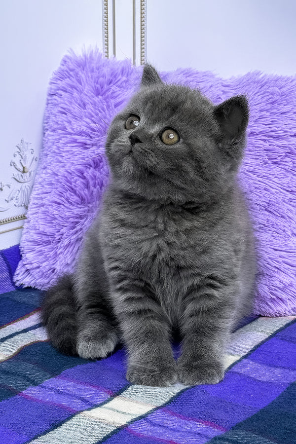 Teo | British Shorthair Kitten