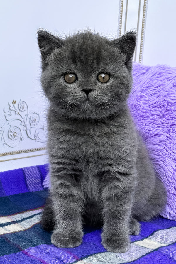 Teo | British Shorthair Kitten