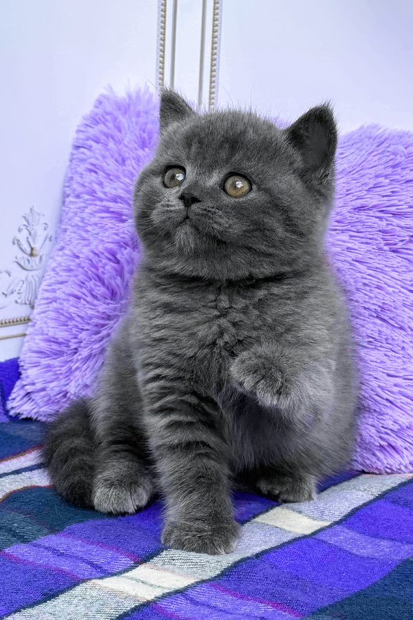 Teo | British Shorthair Kitten