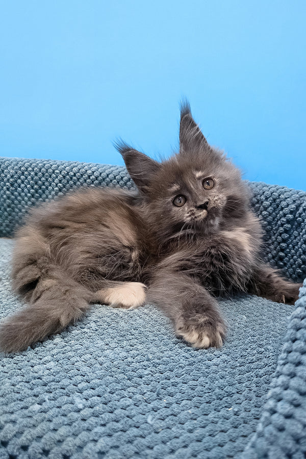 Thea | Maine Coon Kitten