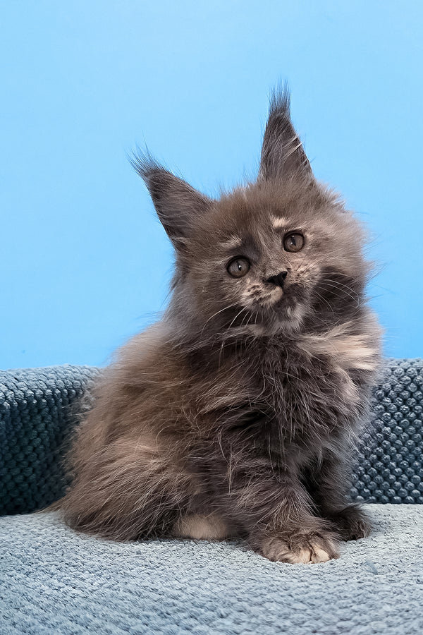 Thea | Maine Coon Kitten