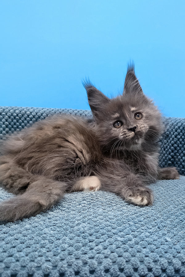 Thea | Maine Coon Kitten