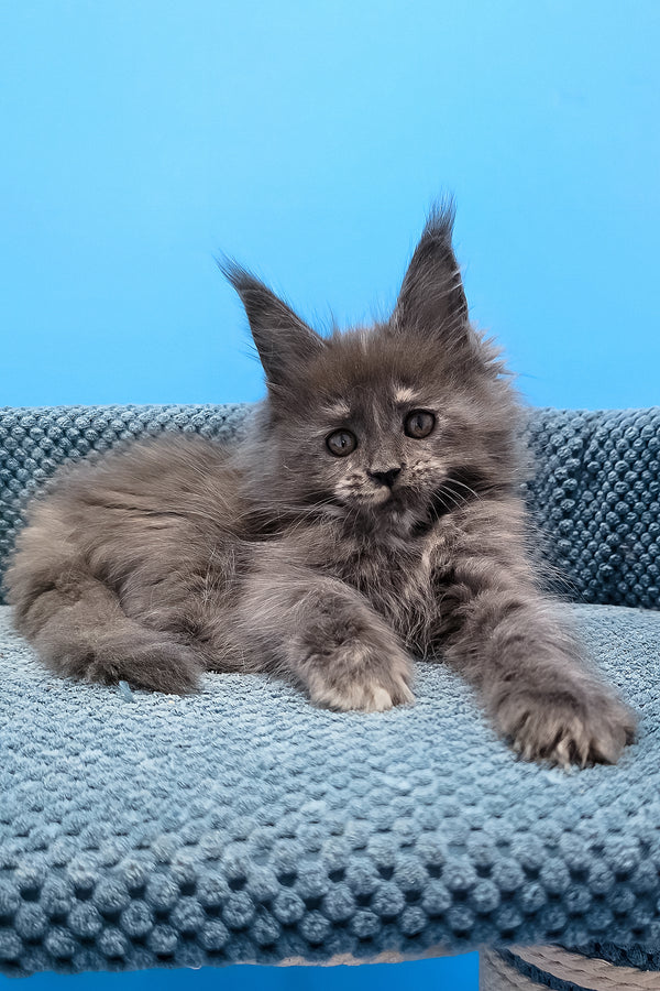 Thea | Maine Coon Kitten