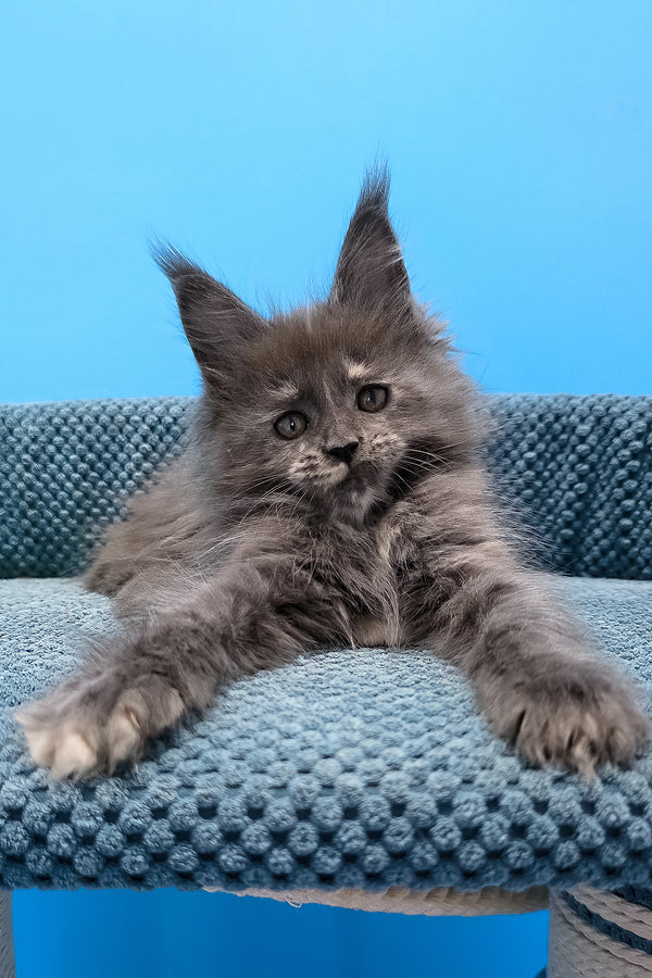 Thea | Maine Coon Kitten
