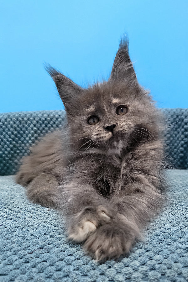 Thea | Maine Coon Kitten