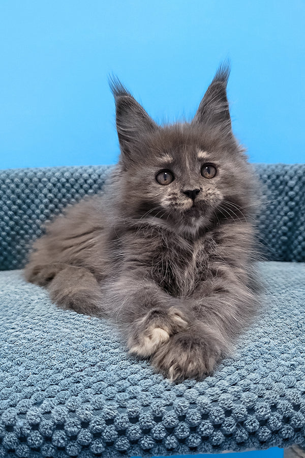 Thea | Maine Coon Kitten