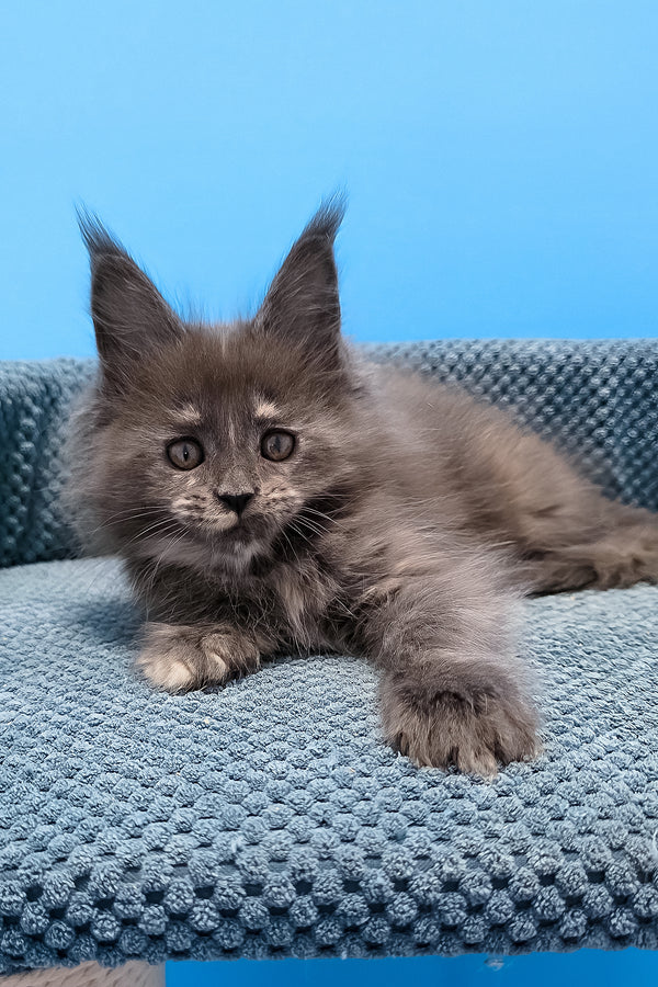 Thea | Maine Coon Kitten