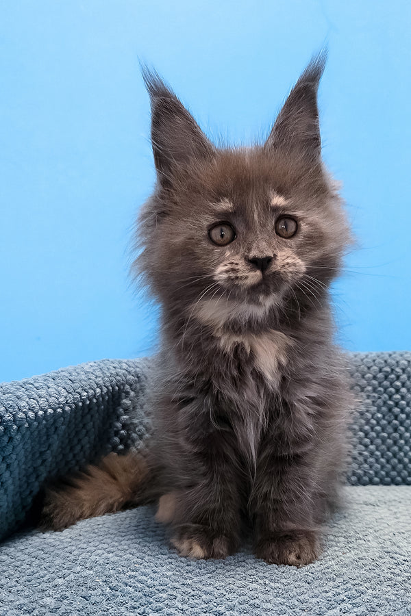 Thea | Maine Coon Kitten