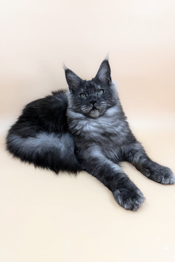 Tiffani | Maine Coon Kitten