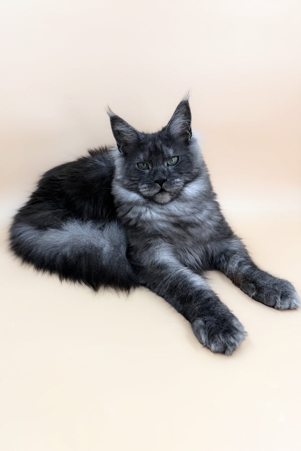 Tiffani | Maine Coon Kitten