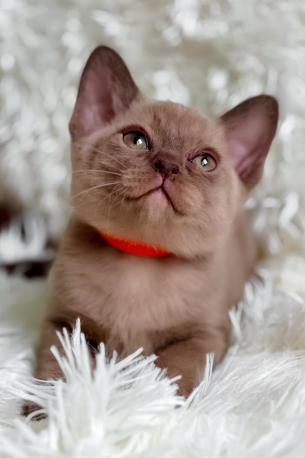 Tina | European Burmese Kitten