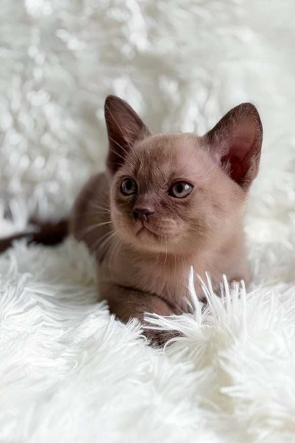 Tina | European Burmese Kitten