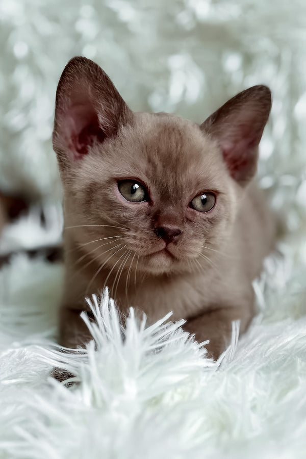 Tina | European Burmese Kitten