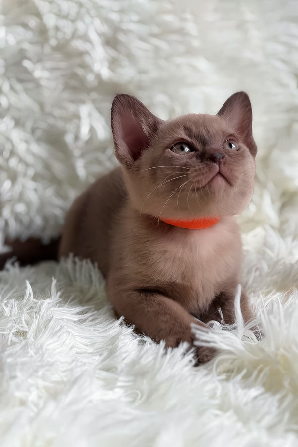 Tina | European Burmese Kitten