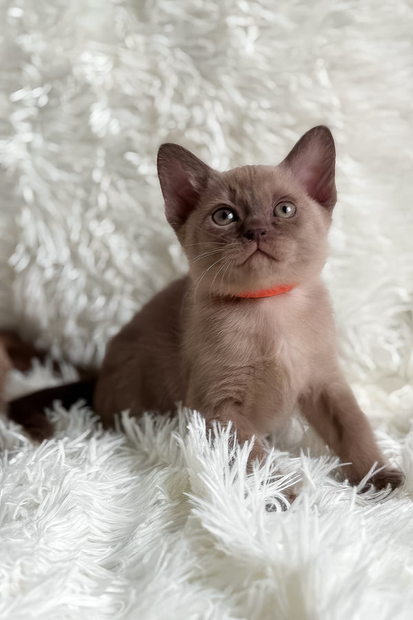 Tina | European Burmese Kitten