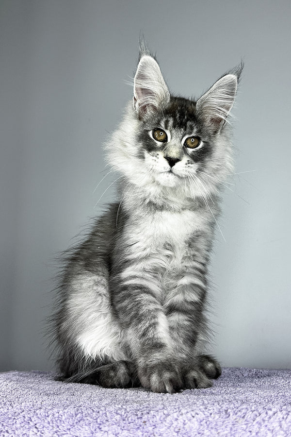 Tobias | Maine Coon Kitten