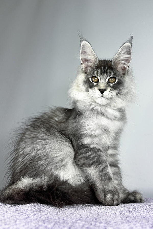 Tobias | Maine Coon Kitten