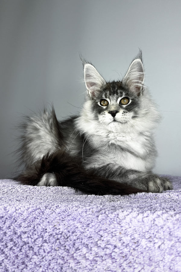 Tobias | Maine Coon Kitten