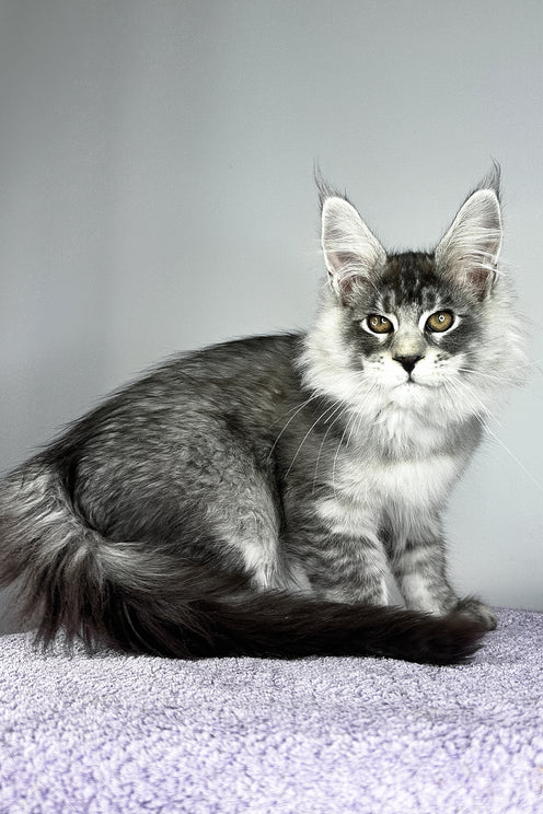 Tobias | Maine Coon Kitten