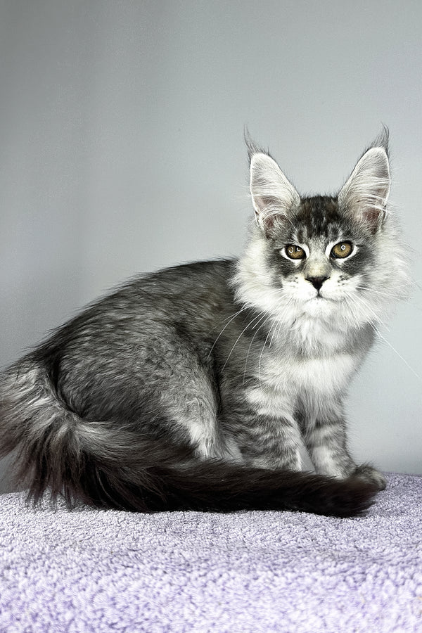 Tobias | Maine Coon Kitten
