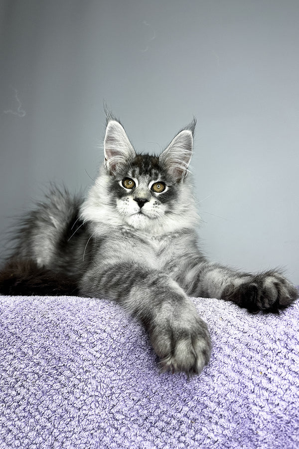 Tobias | Maine Coon Kitten