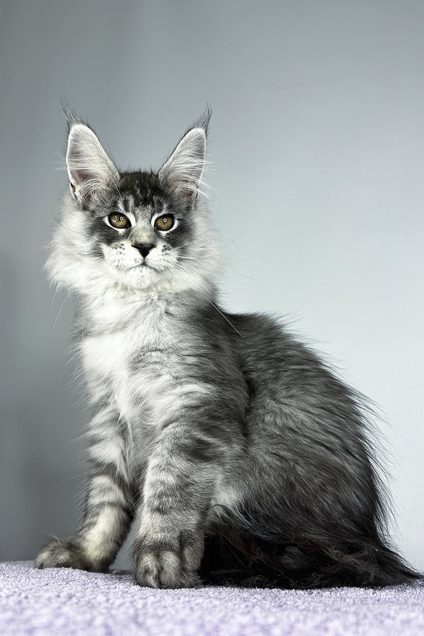 Tobias | Maine Coon Kitten