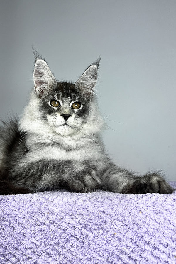 Tobias | Maine Coon Kitten