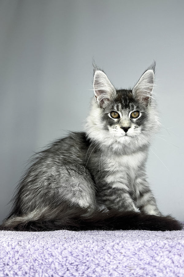 Tobias | Maine Coon Kitten
