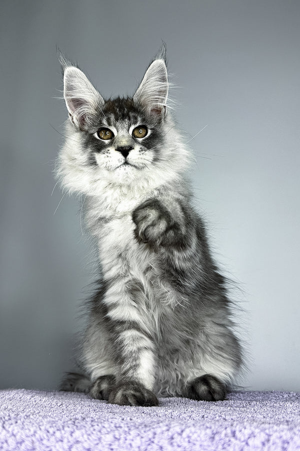 Tobias | Maine Coon Kitten