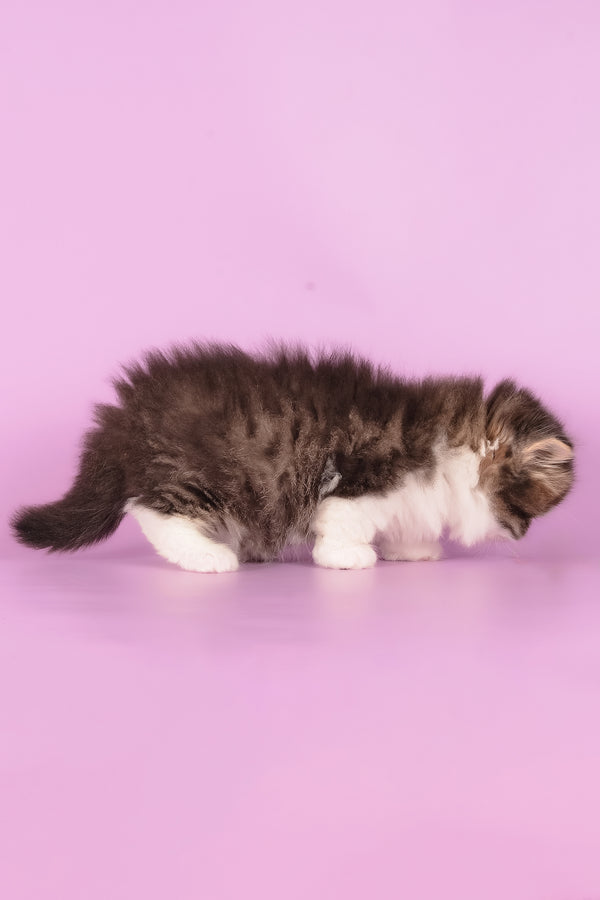 Umi | Munchkin Longhair Kitten