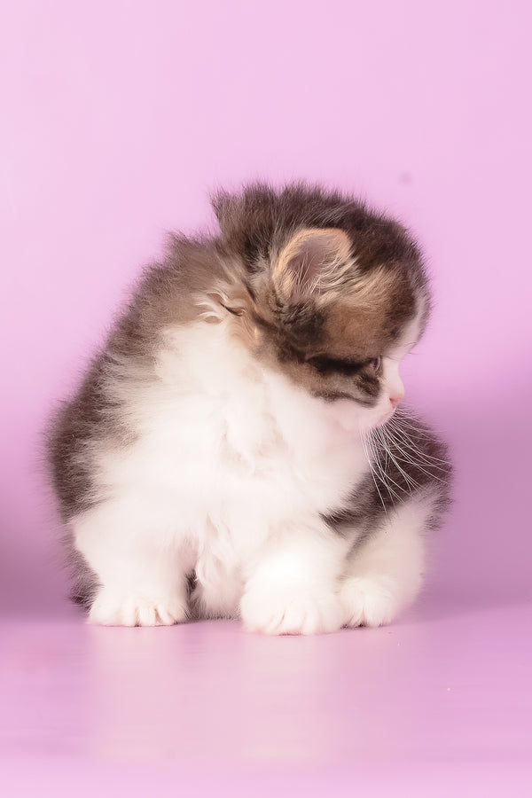 Umi | Munchkin Longhair Kitten