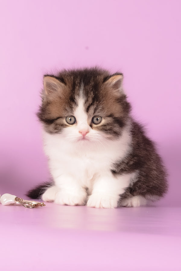 Umi | Munchkin Longhair Kitten