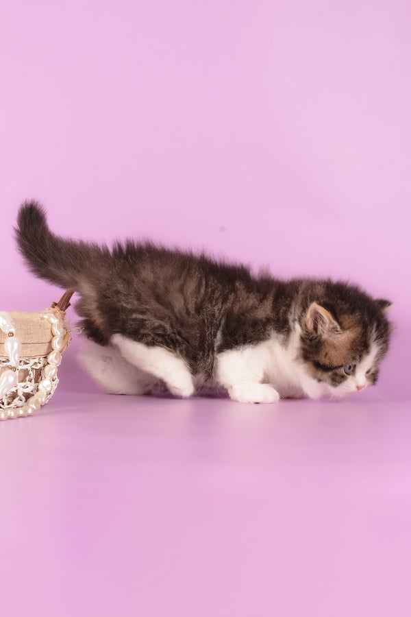 Umi | Munchkin Longhair Kitten