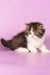 Umi | Munchkin Longhair Kitten