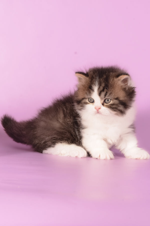 Umi | Munchkin Longhair Kitten