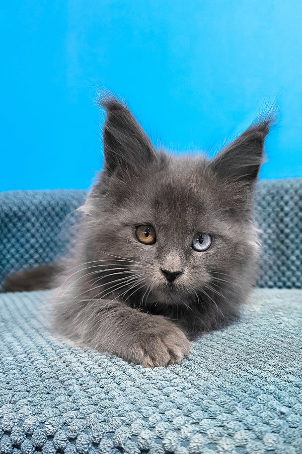 Unice | Maine Coon Kitten